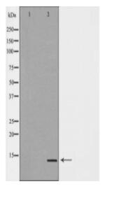 GHRL Antibody
