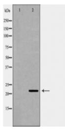 GPX1 Antibody