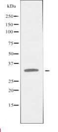 HLA-DOA Antibody