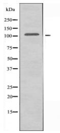 GPRIN1 Antibody