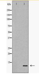 CCL4 Antibody