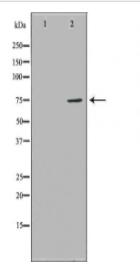 HDC Antibody