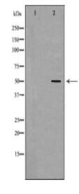 ETS1 Antibody