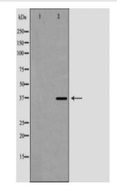 GP9 Antibody