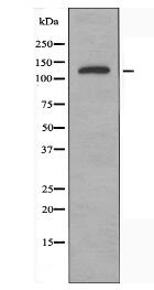 Collagen XX α1 Antibody
