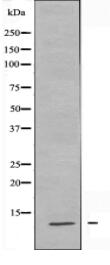 Histone H4 (Ab-5) Antibody
