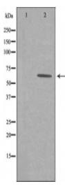 GRB14 Antibody