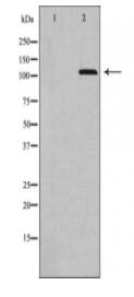 HDAC4 Antibody