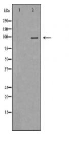 GRM3 Antibody