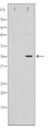 FGG Antibody