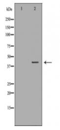 HFE Antibody