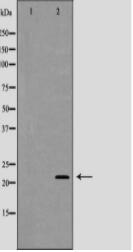 GPX4 Antibody