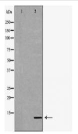 CYCS Antibody