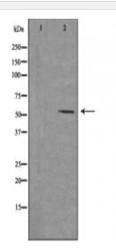 EEF1G Antibody