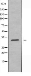 GRTP1 Antibody