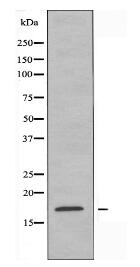 COX41 Antibody