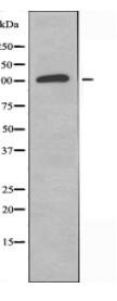 GPR113 Antibody