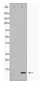 CXCL10 Antibody