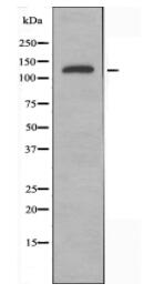 DSG2 Antibody