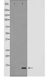 GLRX Antibody