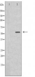 Cytochrome P450 2B6 Antibody