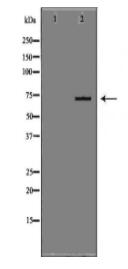 ENG Antibody