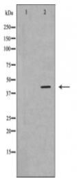FOS Antibody