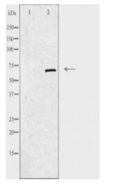 DNAI2 Antibody