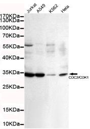 CDC2/CDK1 Mouse mAb