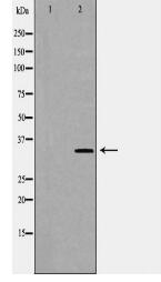 CD47 Antibody