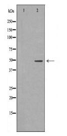 CTBP1 Antibody