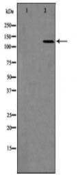 HDAC6 Antibody