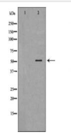 BPI Antibody
