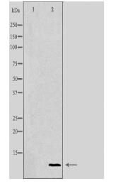 COX17 Antibody