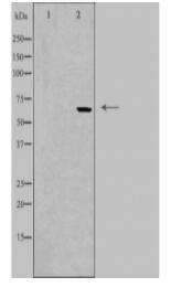 FST Antibody