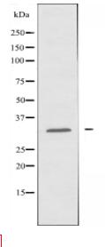 HLA-DOB Antibody
