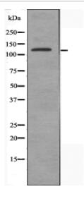 DZIP3 Antibody