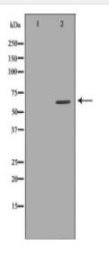 CYBB Antibody
