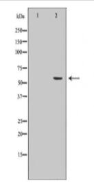 CYP19A1 Antibody