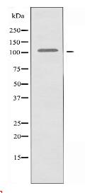 Collagen VI α2 Antibody