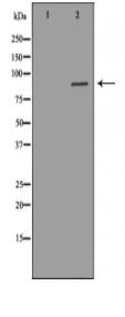 CUL3 Antibody