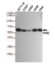 PKM2 Mouse mAb
