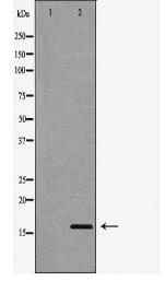 CST3 Antibody