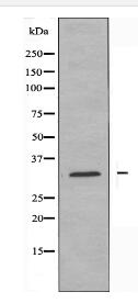 ABHD14A Antibody