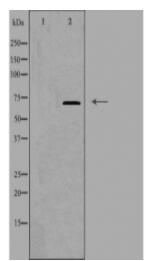DAXX Antibody