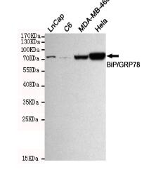 BiP/GRP78(C-term) Mouse mAb
