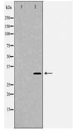 CDK1 Antibody