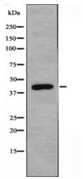 GJC1 Antibody