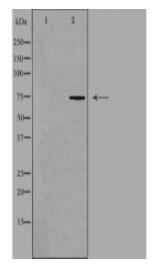 HLX1 Antibody