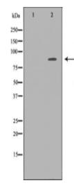 CTNNB1 Antibody